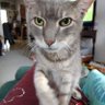 3 kitty mommy Jo profil fotoğrafı