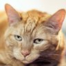 Фото профиля ArchieKatt🐱