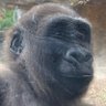 Willis Dickfit's profile picture