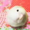 Profilbild von あもちゃんとネモリラの飼い主ˎ₍•ʚ•₎ˏ