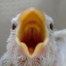 寿(as 文鳥砲) profil fotoğrafı