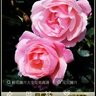 Фото профиля zzzgwg