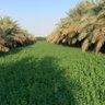 Фото профиля مجرد رأي