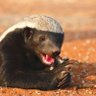 Honey Badger 的头像