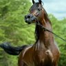 Фото профиля Ahmed Kaliefa