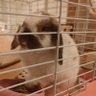 きなこ 的头像