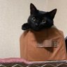 葛城楓(仕事始めた為反応鈍いです)'s profile picture