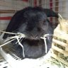 Profilbild von きち🐇うさぎはいいぞ