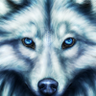 Wint Wolf 的头像