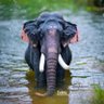 Tilak's profile picture