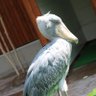 ハシビロコウ 的头像