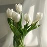 Profilbild von shiroi_tulips