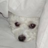 Profilbild von tayos