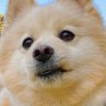 ぺこ's profile picture