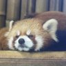 ルウ🐶🐶 的头像