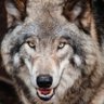 Фото профиля Red Wolf