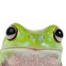 Froge's profile picture
