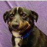 Profilbild von uglytweets
