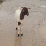 aazz666's profile picture