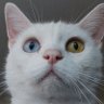 Yankeessbm גיל's profile picture