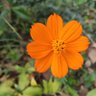 浮世(💐) profil fotoğrafı