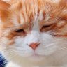 Profilbild von Handren