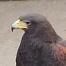 Profilbild von 中年のハンカチ王子