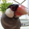 光の定吉と愛 profil fotoğrafı