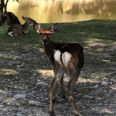 pichiraw's profile picture