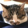ちー's profile picture