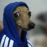 twittador aleatório's profile picture