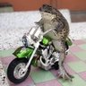 Frogalicious frog on a tiny bike 的头像