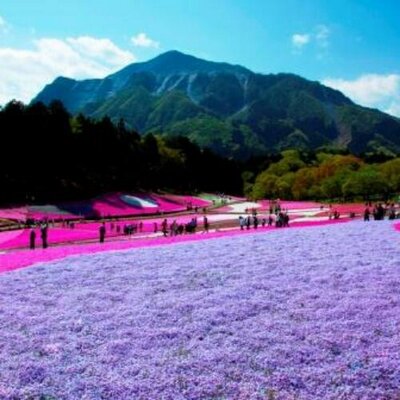 chichibukanko's profile picture
