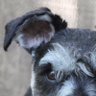 RippityDooDah's profile picture