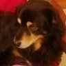 Anna DP NATALE Каренина 🐾 🇮🇹 ✝ 🍀🖤🐭's profile picture