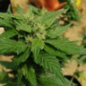 #Legalización's profile picture