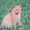 Profilbild von ミーちゃん のら猫🌈🌸