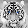 Tee BJ Info. Wars's profile picture
