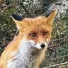 Kastaniotis's profile picture