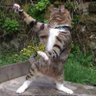 Cat on the move 的头像