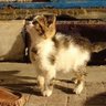 basmah profil fotoğrafı