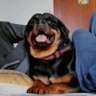 fluffpixie profil fotoğrafı