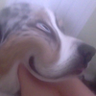 Profilbild von Dog Person