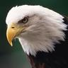 eagle boy profil fotoğrafı