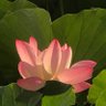 Фото профиля lipskii