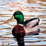 Mallard 🌊🦆's profile picture