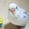 シマ鳥's profile picture