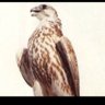 الراهي's profile picture