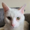 Jon Snow is the best cat I've had profil fotoğrafı
