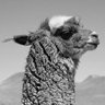 Lama profil fotoğrafı